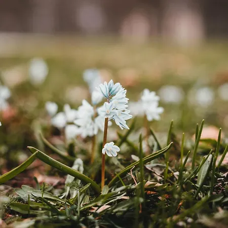 Tiny Haus 2 - Feige * Kressbronn am Bodensee