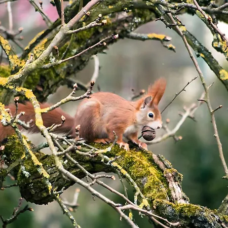 Appartement Tiny Haus 2 - Feige