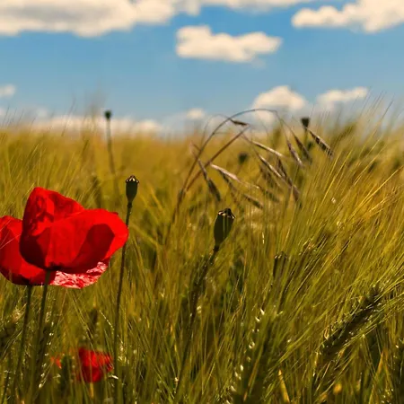 Appartement Tiny Haus 2 - Feige Kressbronn am Bodensee