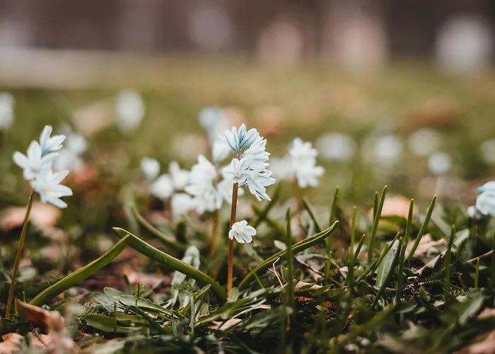 Tiny Haus 2 - Feige * Kressbronn am Bodensee