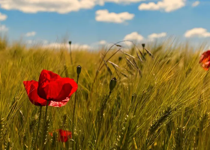 Appartement Tiny Haus 2 - Feige Kressbronn am Bodensee