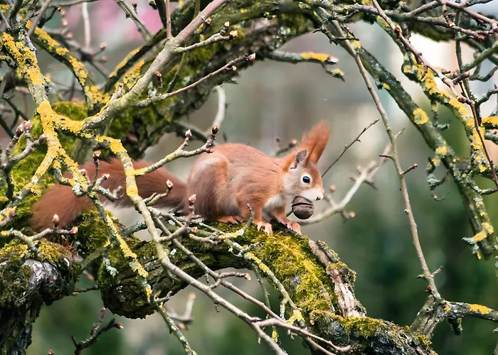 Apartment Tiny Haus 2 - Feige